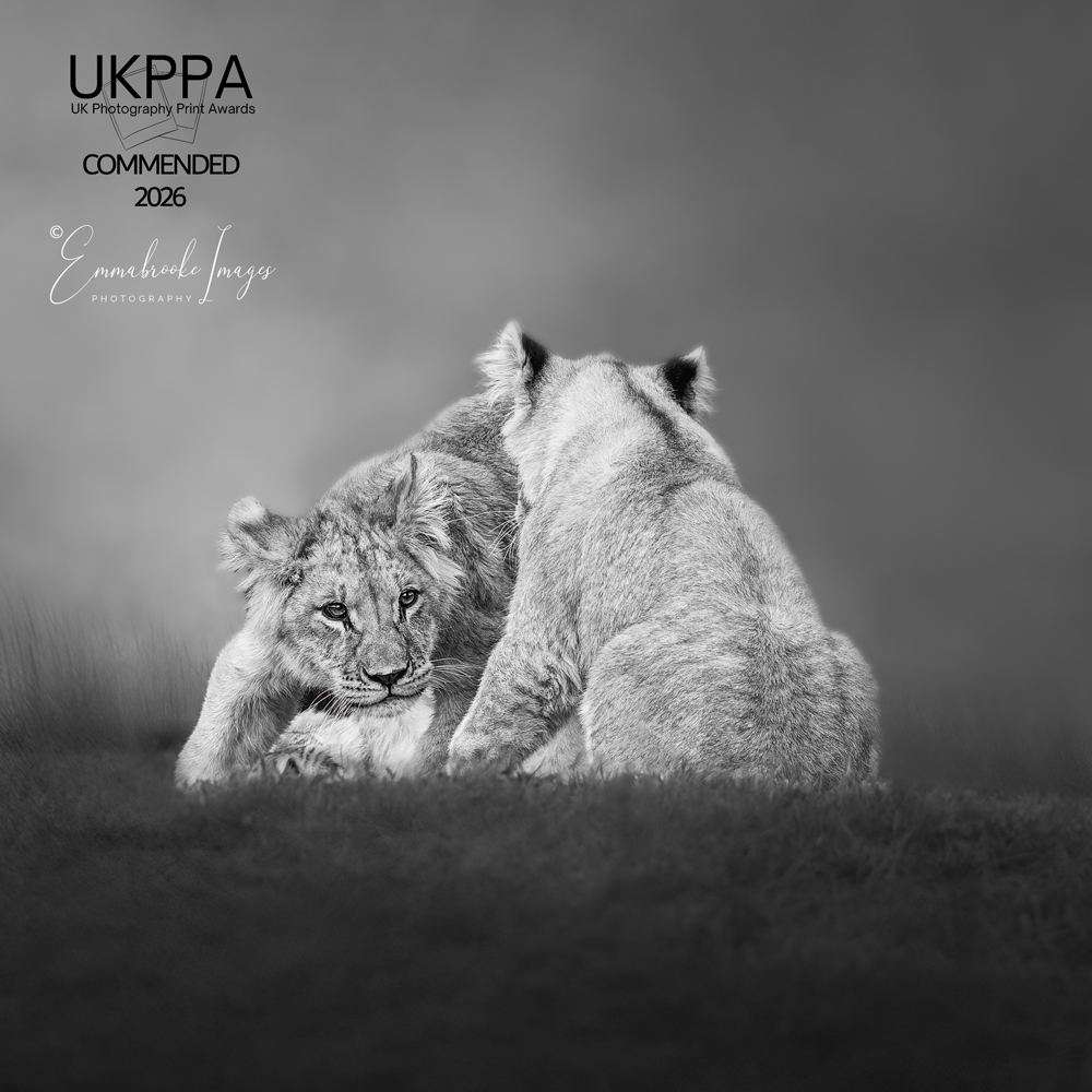 The cub who wouldn't quit